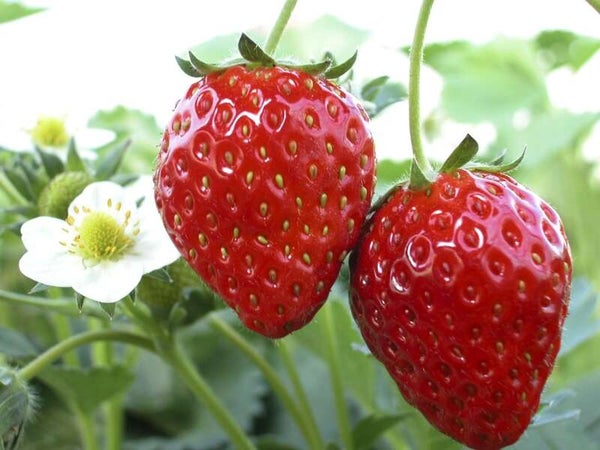 【群馬県内発】 春の南房総海鮮浜焼き食べ放題といちご狩り3